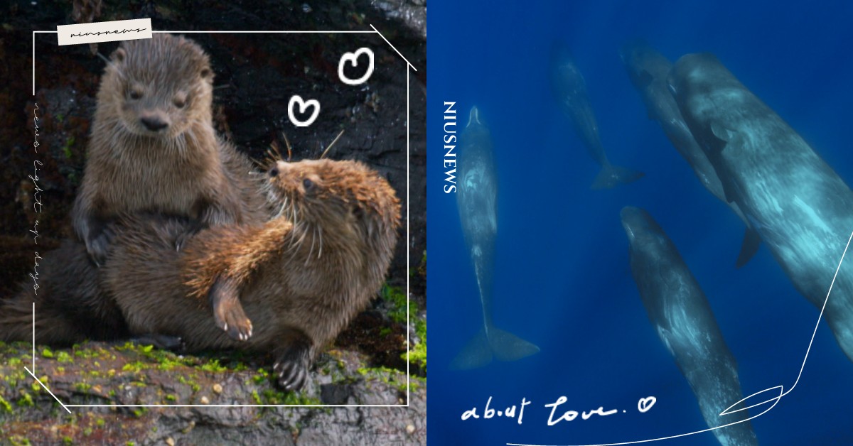 海洋界也有「時間管理大師」跟「大胃少女」?！妞妞們快來一同探索海底小秘密 Discovery、Discovery一件好事救海洋、海洋動物知多少、世界海洋日特輯、動物檢定