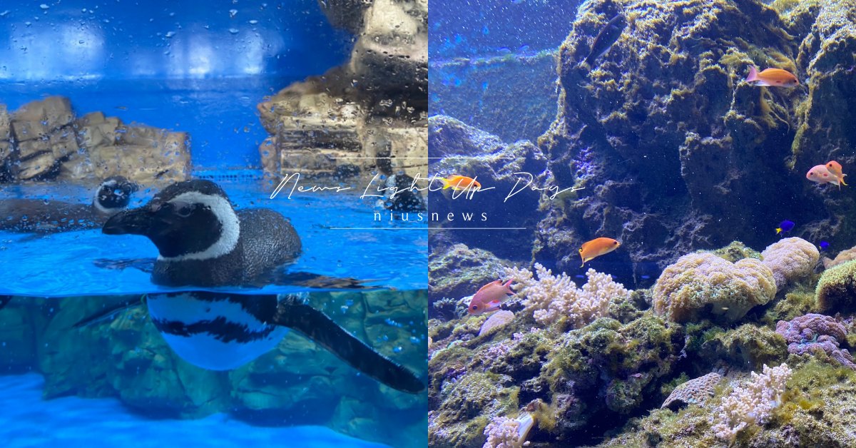 桃園水族館「Xpark」可以「現場購票」了！8大館區亮點＆周邊推薦景點一次奉上 日本、桃園、水族館、xpark、入場券、咖啡廳