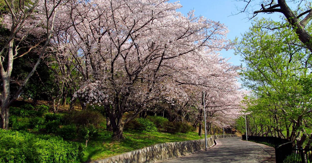 【早上景點】慢跑漫步皆相宜 大阪人氣運動景點推薦 大阪、日本、日本關西、日本旅遊