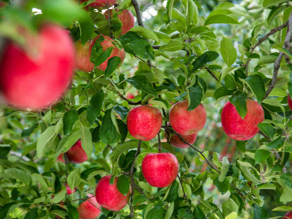 【日本47都道府縣的地方食材】不只有蘋果！富含維生素的青森縣傳統農產品介紹 青森、美食、特產、食材