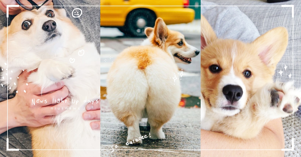 「基」屁股最療癒！5個超萌柯基IG清單整理，短腿小狗勾隨時都能成為最搶眼表情包 柯基、IG、帳號、corgi_police_dog、Geordi La Corgi、sneakers the corgi、Maxine the Fluffy Corgi、LOAFIE + DOUGHY the corgis
