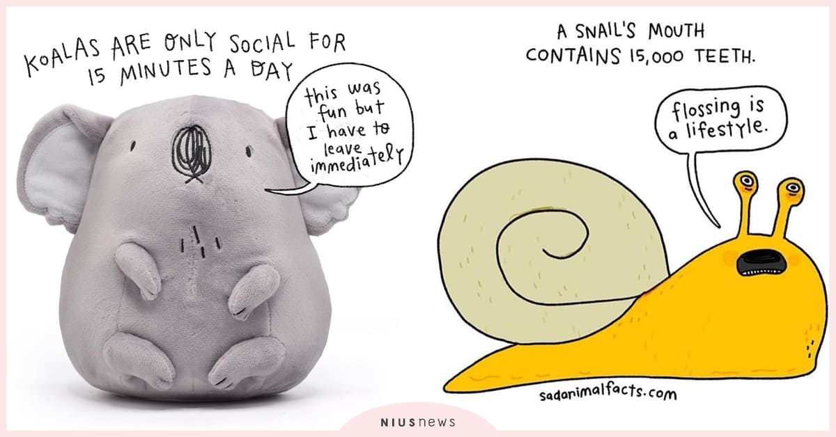 5個冷知識IG帳號大公開！無尾熊一天只花15分鐘社交？蝸牛有一萬五顆牙齒？ 冷知識、ig、動物知識、生活知識、fb、社群軟體、hatto0112、10secondsclass、incrediville_tw、shallweshowyeevet、sadanimalfacts