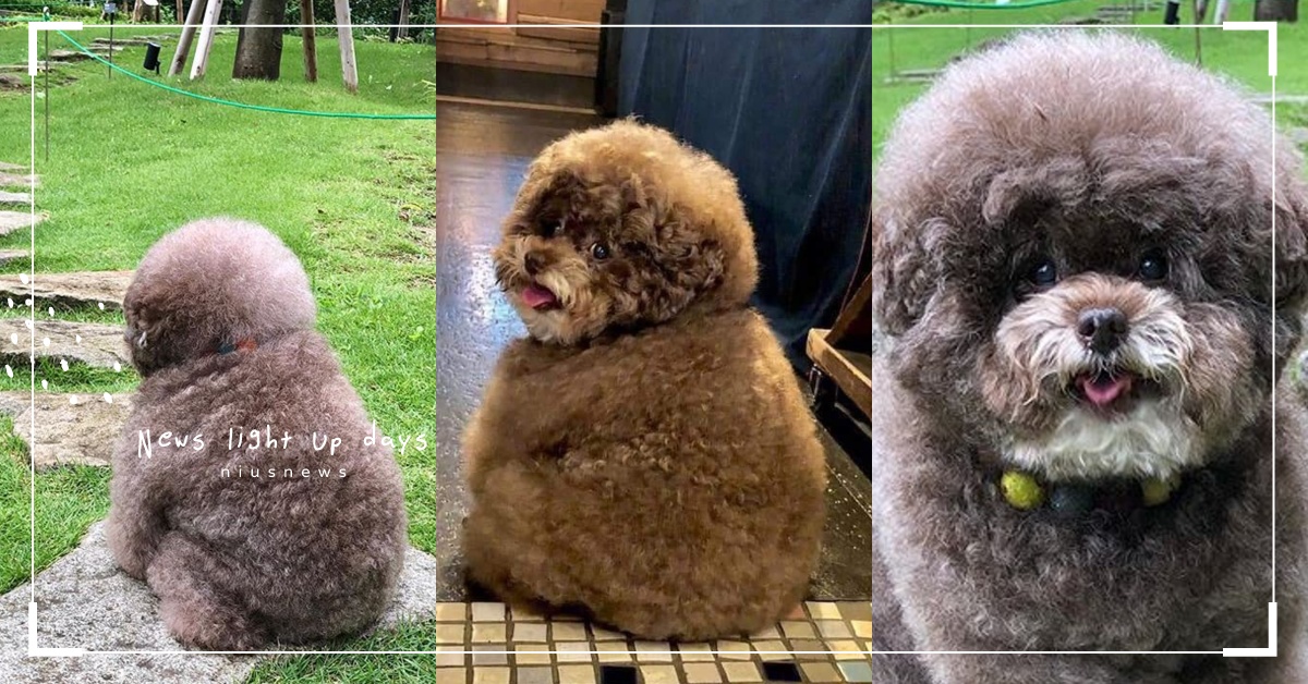 背影讓人想抱緊處理！巧克力棉花糖「背殺」狗狗，一轉身軟萌小眼神融化全網 貴賓狗、玩具貴賓狗、可愛、狗、背影