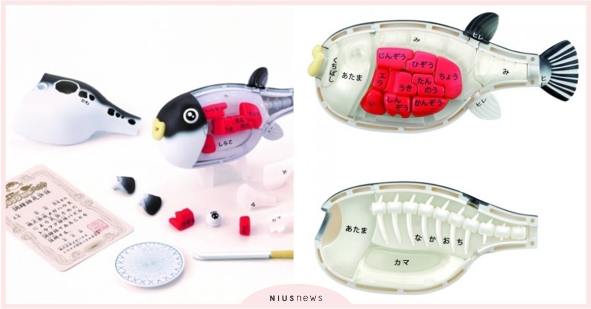 動物立體拼圖新品再+1，解剖危險又美味的「虎河豚」，網友狂敲碗出中文版！ 動物立體拼圖新品、虎河豚