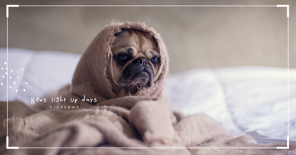 「甘安內」「像極了愛情」英文是什麼？2020 流行語英文原來這樣說！ 流行語、英文、甘安內