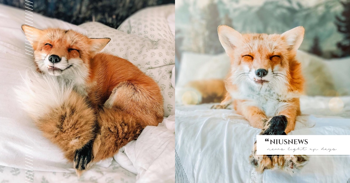 《小王子》狐狸真實版！笑眼狐狸「Juniper」眼一瞇萌笑融化眾人 狐狸、網紅、愛笑、萌寵、寫真