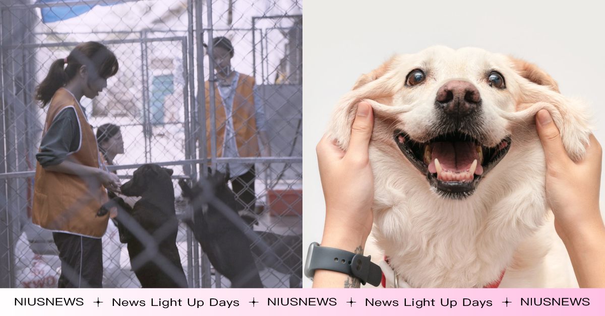 《十二夜2：回到第零天》免費線上看！《十二夜》睽違7年續集，尋找「浪浪」成因！ 十二夜2線上看、浪浪、流浪狗、電影、紀錄片