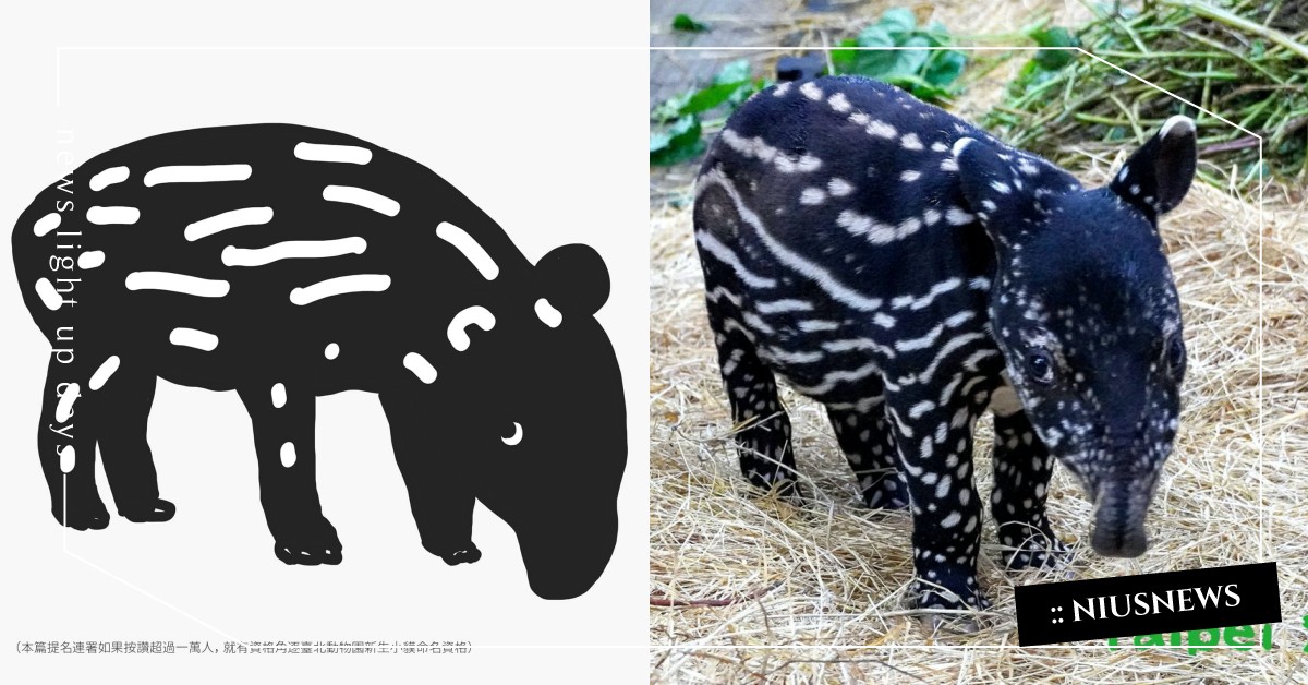 台北市立動物園「馬來貘寶寶」出生啦！畫家「Cherng」自願當乾爹更幫牠取下小名 台北市立動物園、臺北市立動物園、馬來貘、Cherng、插畫家
