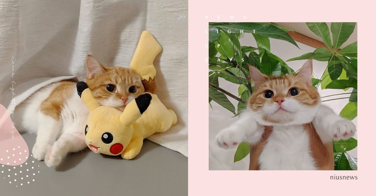 最喜歡的娃娃是皮卡丘！日本網紅貓腿短短眼睛超圓，甜美模樣讓人想秒按追蹤！ 寵物趣聞、毛孩、網紅貓咪、日本貓咪、超萌貓咪