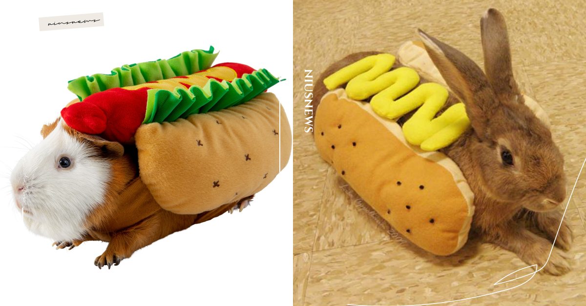 專屬小動物的萬聖節裝扮！天竺鼠變身人魚公主、兔兔身穿熱狗裝超古錐！ 寵物選品、寵物、毛小孩、寵物穿搭、萬聖節、萬聖節裝備、換裝比賽、派對、天竺鼠、兔子、黃金鼠、寵物鼠
