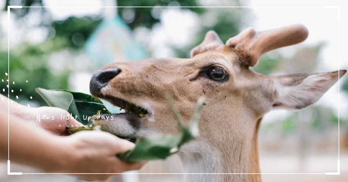 親近小動物、看生態！北、中、南8個親子休閒農場，大人玩得比小孩還瘋！ 親子妞、媽媽妞、親子天下、親子旅遊、桃樂絲森林