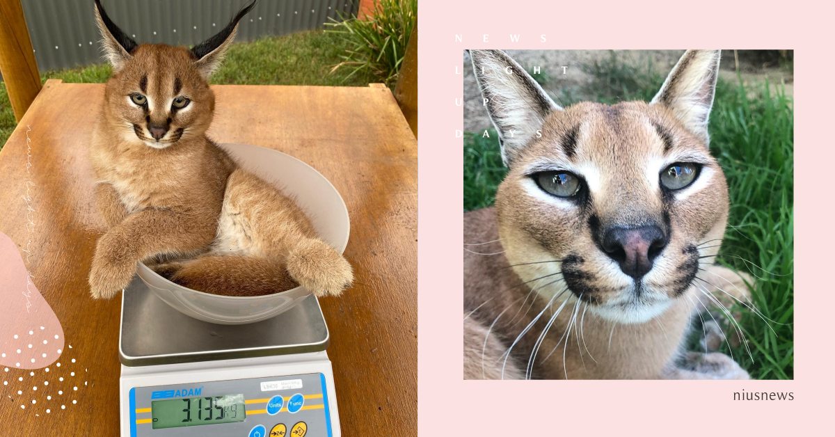 可以360度旋轉耳朵的「獰貓」！微笑小嘴＋飽滿肉球超療癒，網友：被萌哭！ 動物園、大型貓科、貓咪、野生貓科、野生貓科動物保護中心、獰貓、老虎、豹