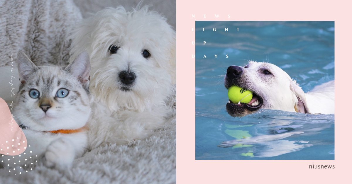 台中寵物嘉年華攻略！中台灣唯一狗狗水世界、毛孩美容免費體驗，還有早鳥優惠搶先拿！ 寵物、寵物展、台中寵物嘉年華攻略、大台中國際會展中心、寵物美容