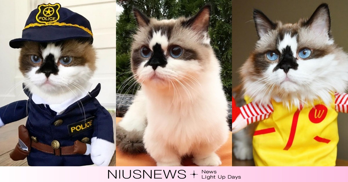 是不是「妙鼻貼」忘了撕？網紅貓鼻頭小飯糰成流量密碼，百變造型+魅力藍眼網融化 cat、可愛、貓咪、萌寵、毛小孩