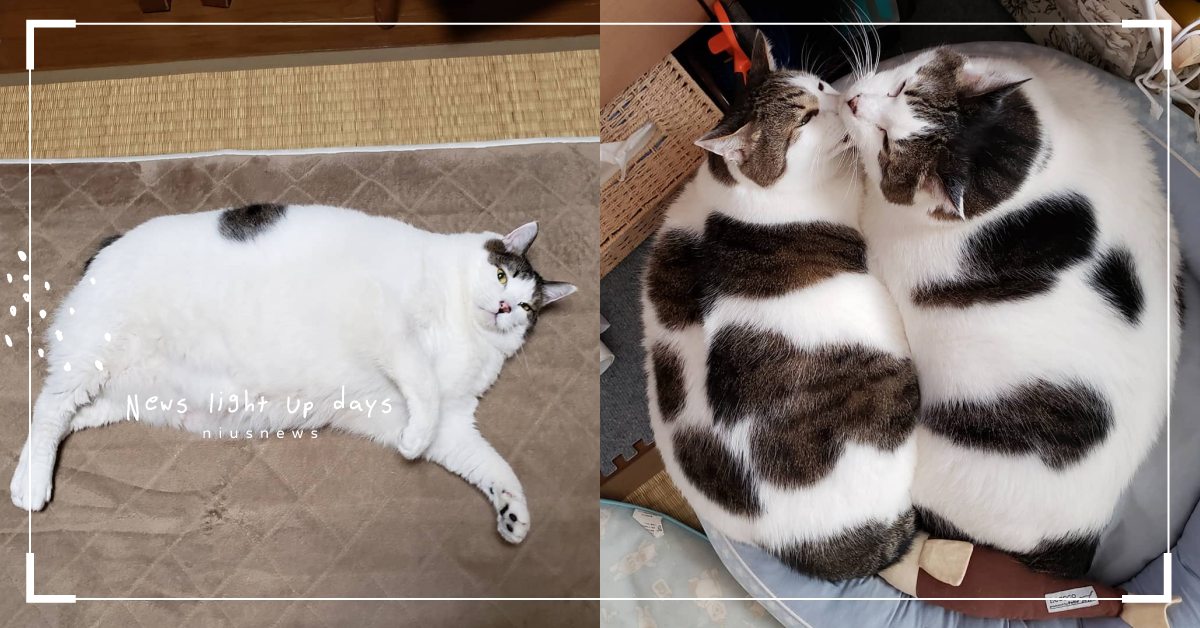 絕對是阿嬤養的！日本貓兄弟超有福態，療癒又幸福的模樣根本是芝麻大福＆麻糬！ 寵物趣聞、毛小孩、網紅貓咪、台灣貓咪、超萌貓咪