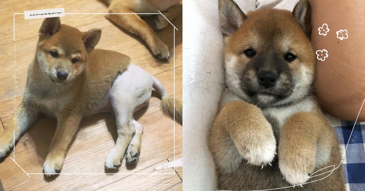 調皮柴柴「下衣失蹤」？貪玩下場慘被脫褲，網笑：柴犬正常發揮不意外 柴犬、脫褲子、黏鼠板