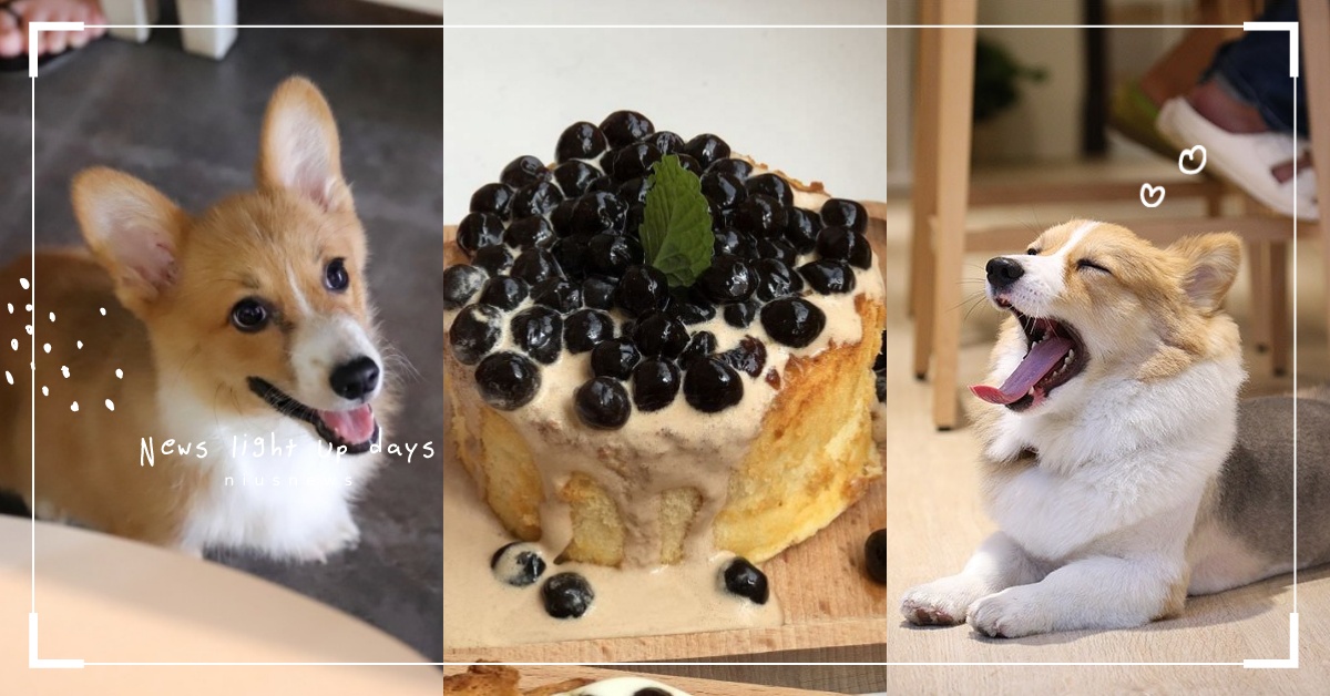 和毛小孩一起遊台南！7家「寵物友善餐廳」邊吃美食還能跟狗貓們同樂 愛玩妞在台南、台南部落客、台南美食懶人包、寵物出去玩、寵物餐廳、狗抵家、牧水巷-老爺製作所、雞與雞蛋花、花食間 手作HUA SHIH JIAN、肥貓咖啡、木蘭、浪浪別哭