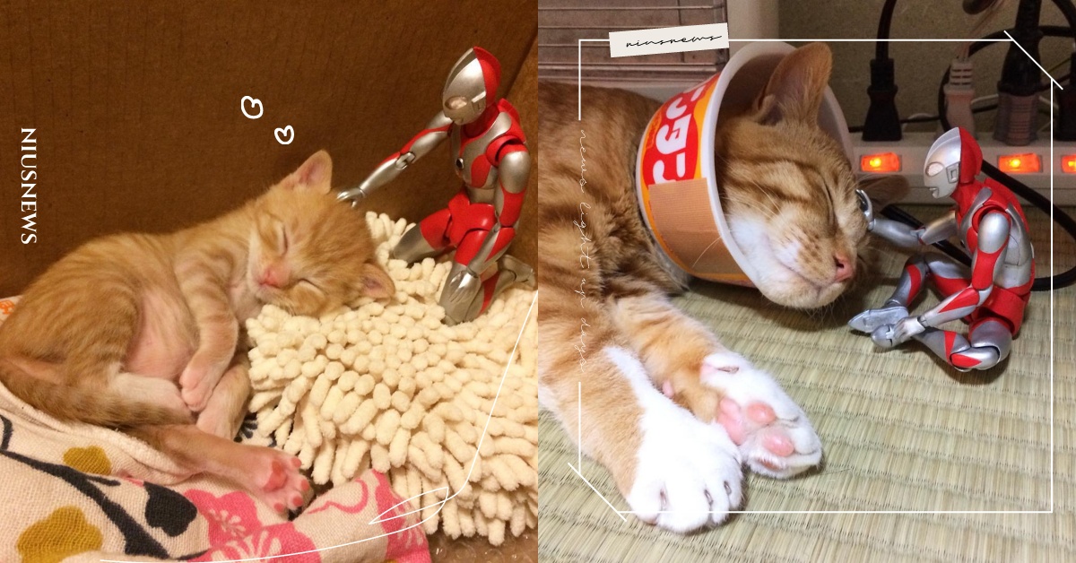 「安心睡吧，有我在」鹹蛋超人日夜守護小橘貓4年不離不棄，暖心照萌哭網友 日本、鹹蛋超人、小橘貓、窩心