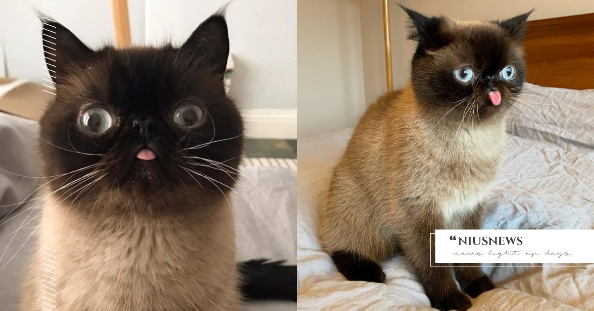 沒有生病啦！英國網紅喵招牌拍照Pose是吐舌頭，厭世臉絕對讓人想秒按追蹤！ 寵物趣聞、毛孩、寵物、毛小孩、異國短毛貓