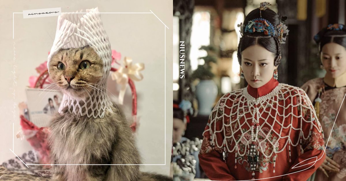 萬聖節創意造型大亂鬥！免費的水果網套直接變身《延禧攻略》貴妃，網友直呼CP值超高 寵物趣聞、寵物、萬聖節造型、萬聖節變裝、毛小孩、貓咪、變身、貓貓、鏟屎官、貓咪也瘋狂俱樂部