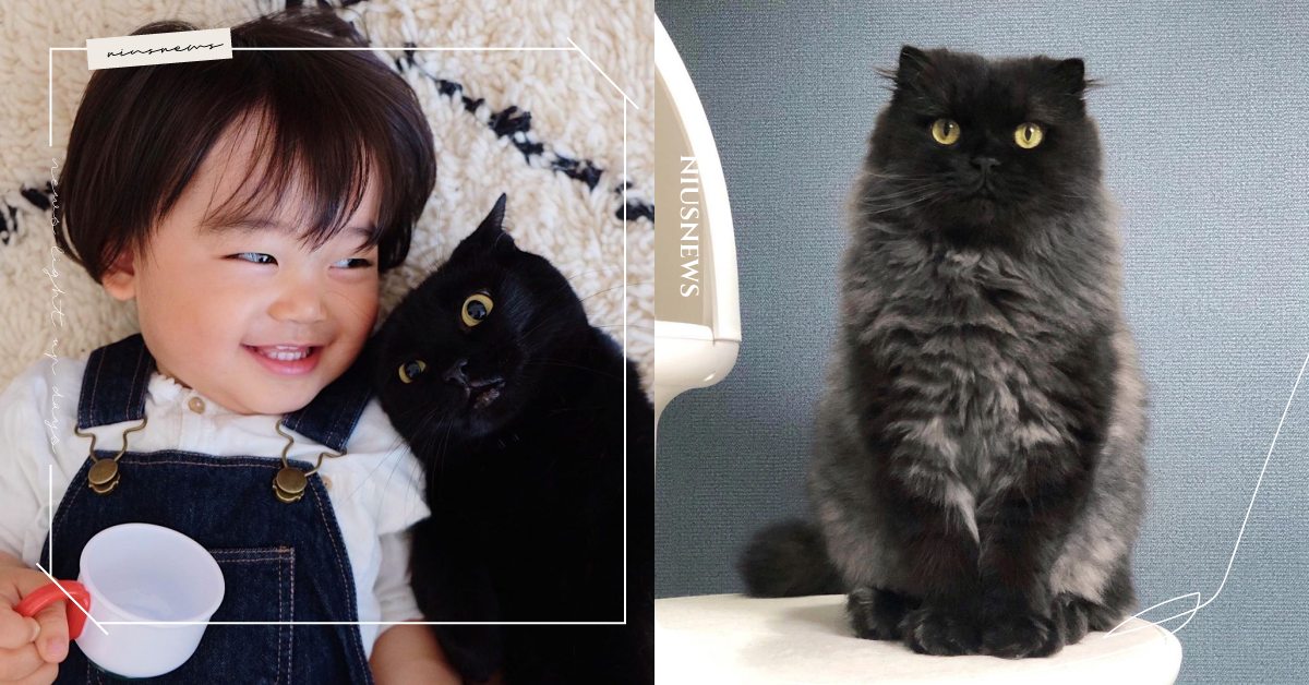 愛貓不分花色！「美國貓奴日」希望大家也能多關注黑貓，5隻網紅黑喵奴才請秒按追蹤！  黑貓、貓咪、國際黑貓日、國際黑喵節、貓貓、貓奴、鏟屎官、黑貓宅急便、1215貓奴日