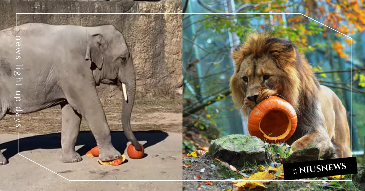 整個動物園都要一起過萬聖節！大象踩爆南瓜、大貓好奇心爆棚模樣實在太療癒！ 萬聖節、萬聖節大貓、老虎、獅子、動物園