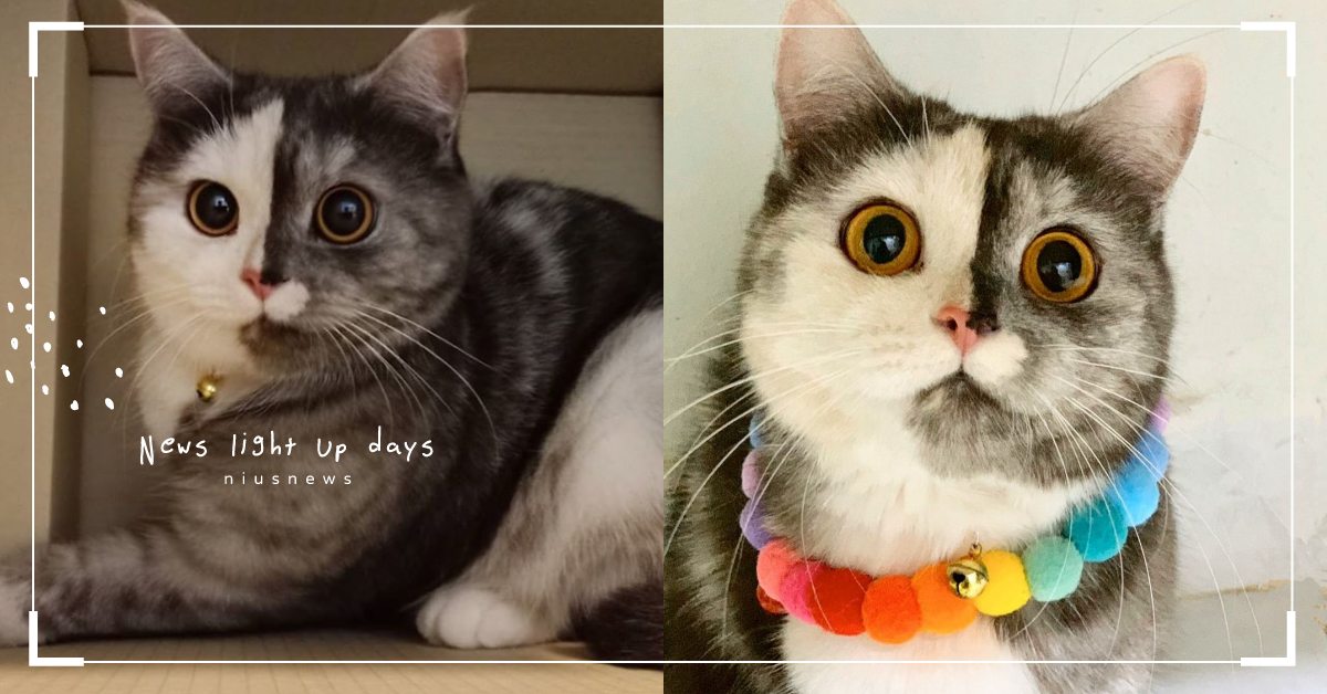 臉龐神似Q版黑白郎君！泰國人氣網紅喵半半臉超對稱，還最喜歡跟蟑螂玩一塊兒！ 動物園、貓咪、貓貓、貓奴、鏟屎官