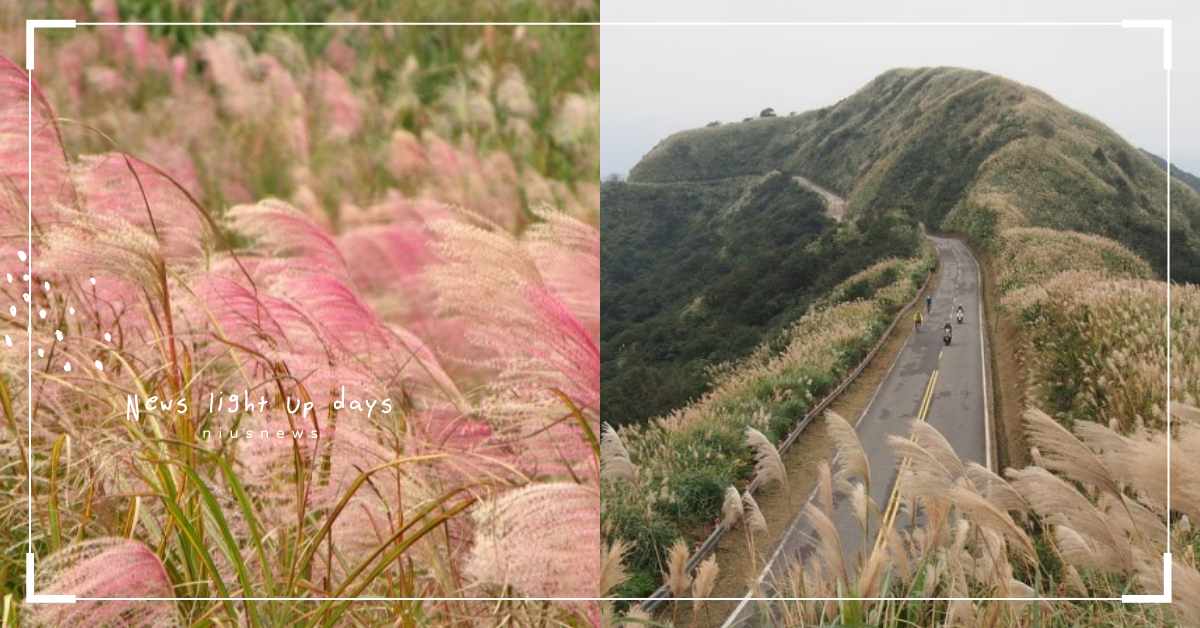【2020芒草季】秋季限定！全台8大賞芒花必去景點、交通方式總整理 芒草、芒花、秋季、景點、台灣、交通