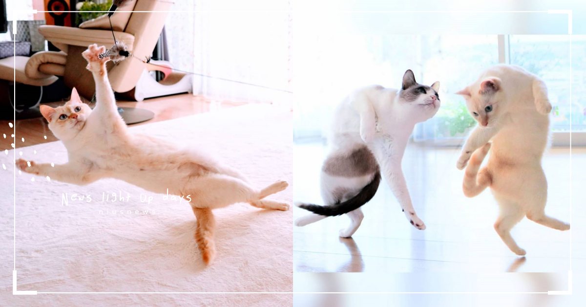 貓咪果然是水做的！日本網紅忍者喵跳躍、翻筋斗樣樣來，矯健的身手肯定是真功夫呀！ 動物園、貓咪、貓貓、貓奴、鏟屎官、日本網紅、網喵、人氣網紅貓咪