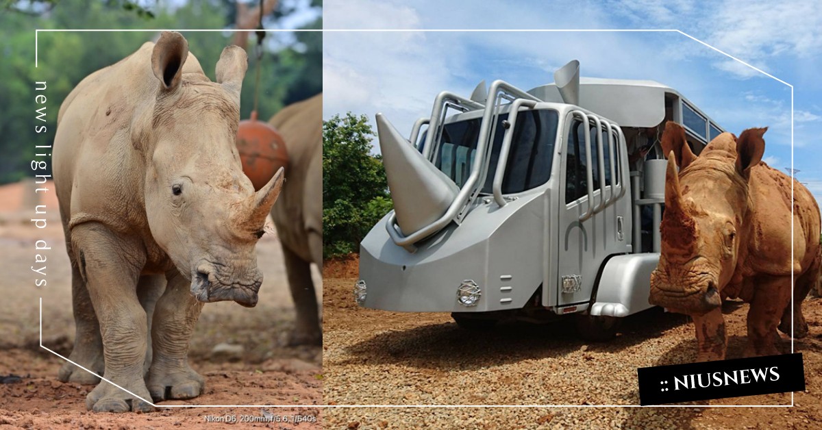 近距離接觸白犀牛不是夢！六福村「2020犀望秘境探險」搭乘巴士一起探索生態  白犀牛、六福村、蘇丹犀望巴士秘境探險、六福旅遊集團、紅鼻子挺犀牛、瀕危動物、犀牛妹艾瑪、日本