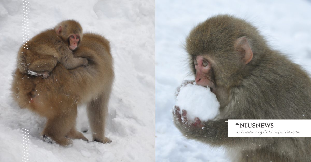 日本小猴子超會「搓雪球」！小手手忙著玩雪的模樣實在太萌，網友直呼超想出國！ 動物園、猴子、獼猴、日本、冬天、雪球、嬉戲、玩耍、溫泉、長野、地獄谷