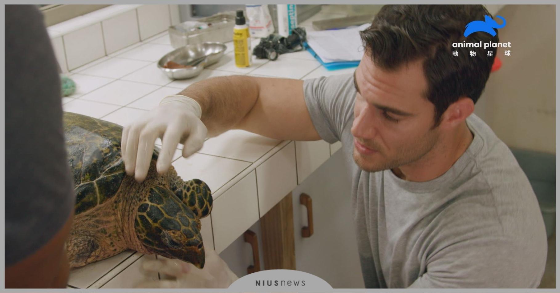 「世界海龜日」拯救瀕臨絕種綠蠵龜掀海洋保育意識！《獸醫伊凡最野性》顏值與愛心破表！勇闖荒野世界、救治野生動物～動物星球頻道《獸醫伊凡最野性》5月19日起每週日晚間8點首播 