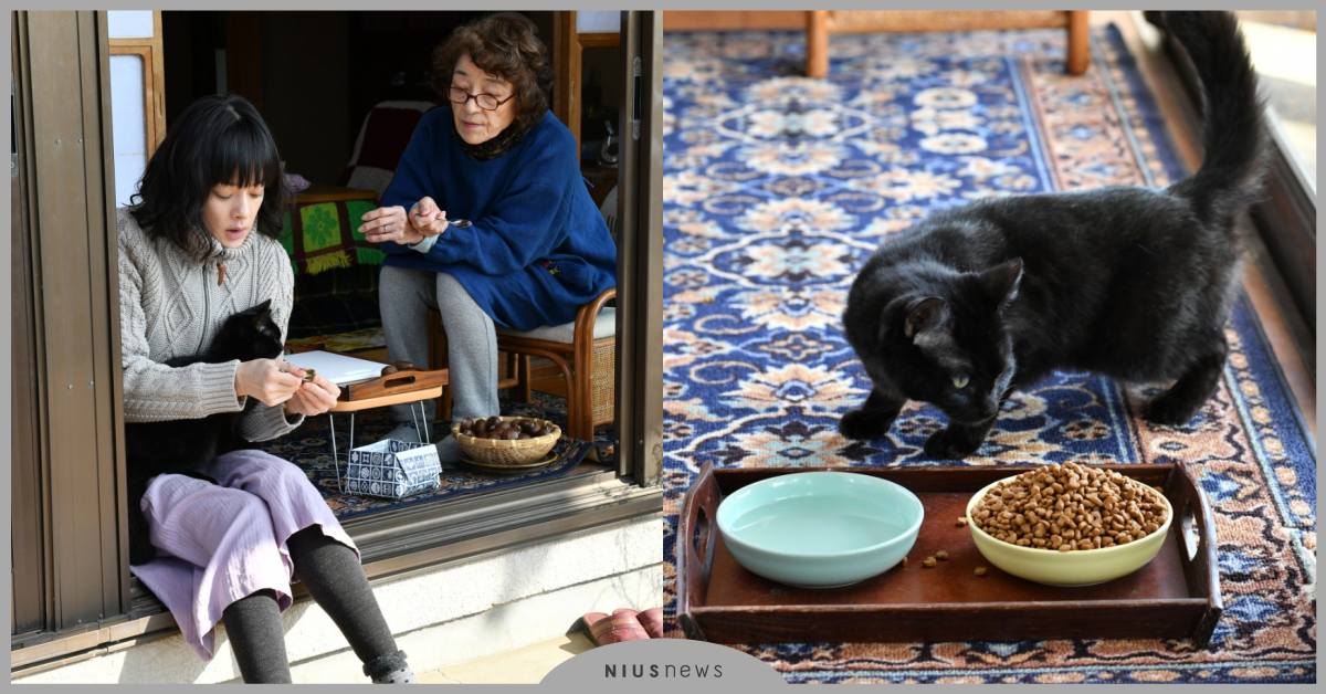 銀髮夫妻相處之道！《貓咪知道但是貓咪不說》看貼心貓咪如何挽救婚姻！ 貓咪知道但是貓咪不說、日本黑貓明星、蘋果、漫畫家西炯子