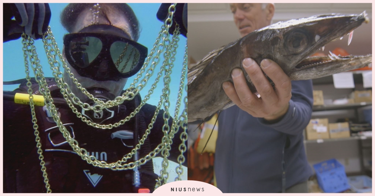 沉睡400年 海上「西班牙銀行」失落的神秘寶藏現蹤加勒比海 Discovery、加勒比海、神秘寶藏、大比目魚、《海洋探秘》