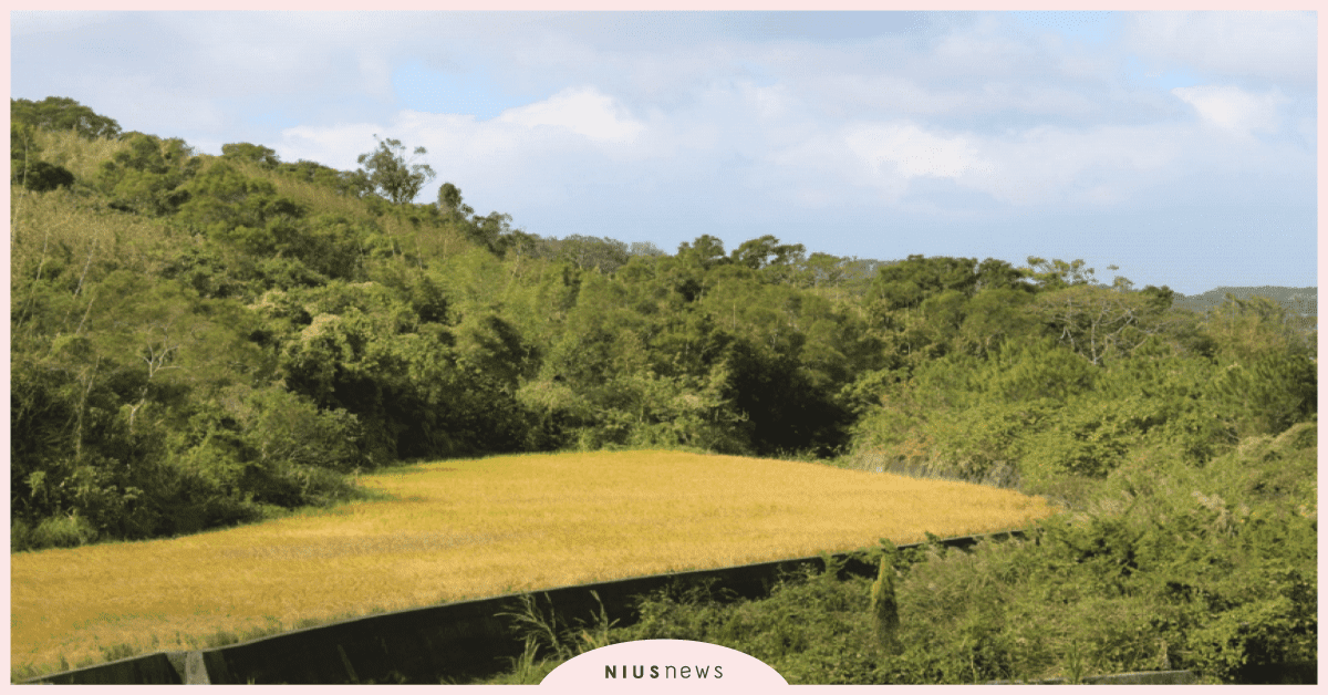 《列王的紛爭》攜手玩家，用行動支持無毒石虎米，一同創造與大自然共榮共存的友善環境  列王的紛爭、石虎米、友善環境、手遊