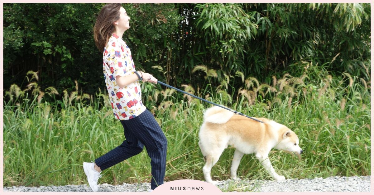 秋田犬零距離接觸付費體驗活動開跑囉！ 旅遊、秋田、日本