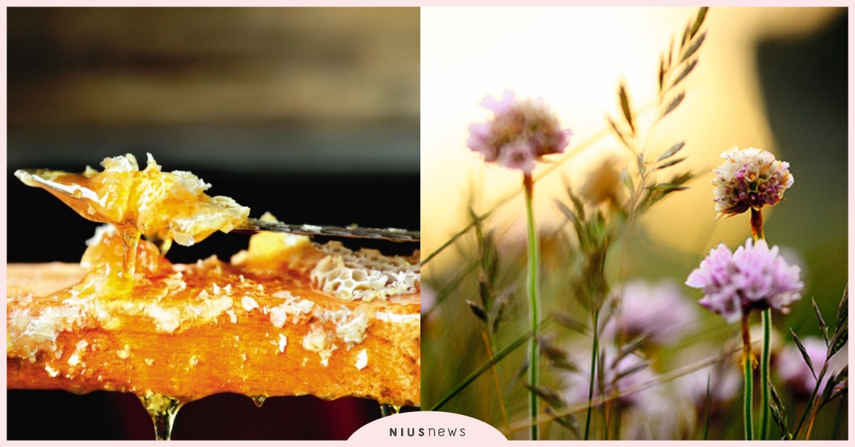 法國嬌蘭歡慶520世界蜜蜂日，與聯合國教科文組織共同守護蜜蜂 嬌蘭、蜜蜂、聯合國教科文組織、世界蜜蜂日