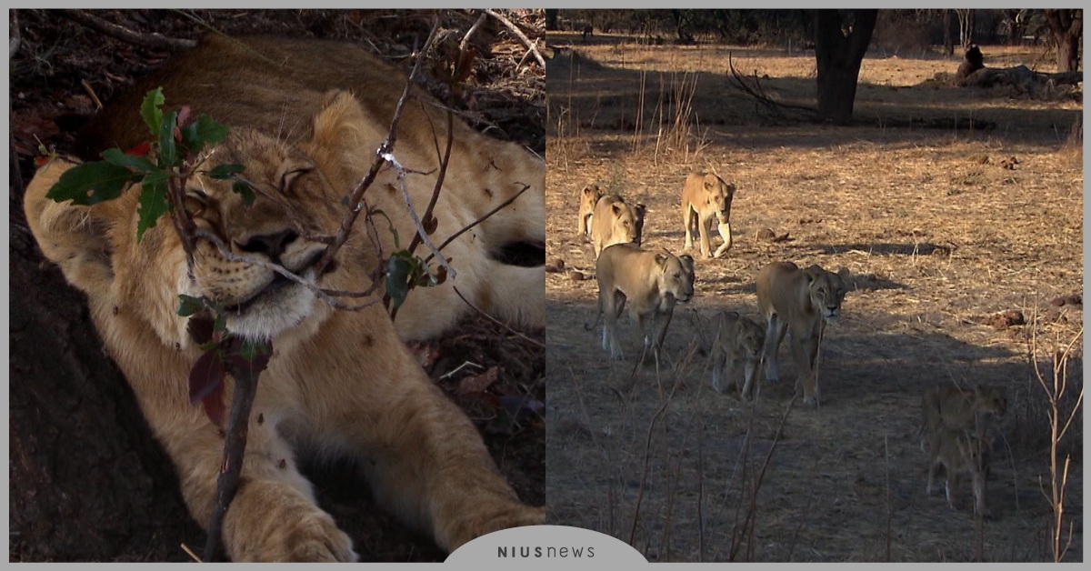 動物星球頻道《大貓面對面》！萬獸之王慘遭滑鐵盧，為母則強母獅反敗為勝  動物星球、大貓面對面、Discovery、animalplanet、lion
