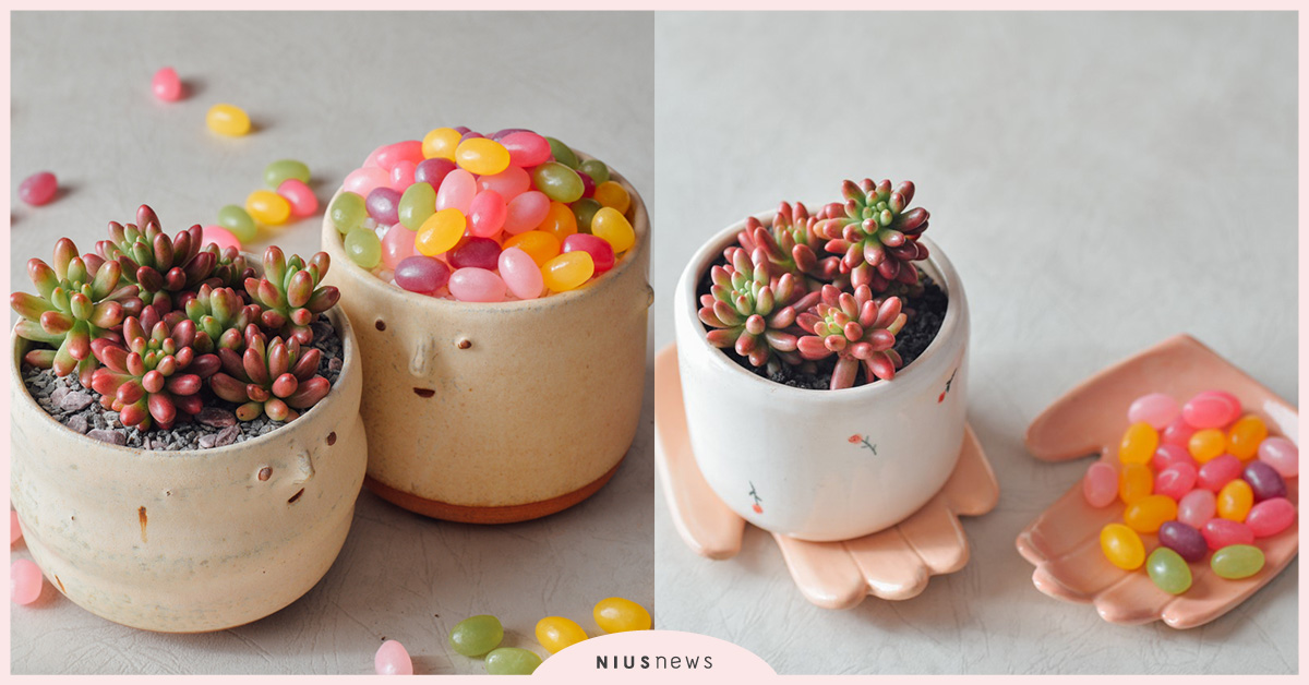 這是軟糖吧？有肉Succulent&Gift沾了彩色糖衣的多肉虹之玉錦！ 有肉Succulent&Gift、多肉植物、植物