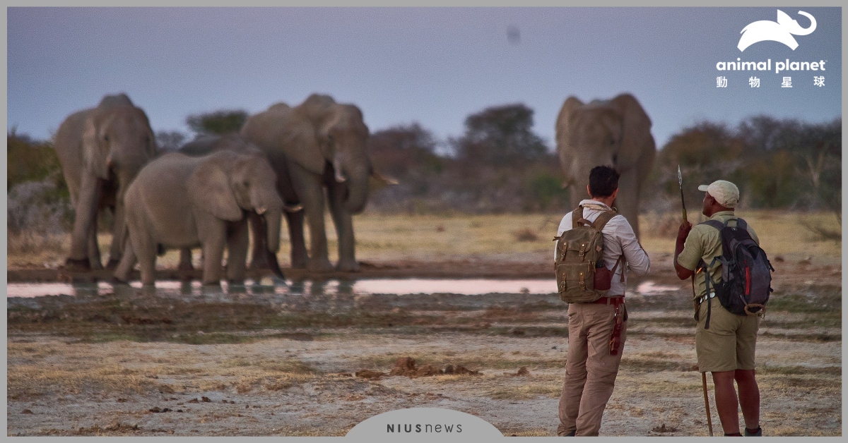 「動物星球頻道」見證世界規模最大的象群遷徙！《與象同行》6月14日週一晚間9點首播 動物、象群、動物星球頻道、探險