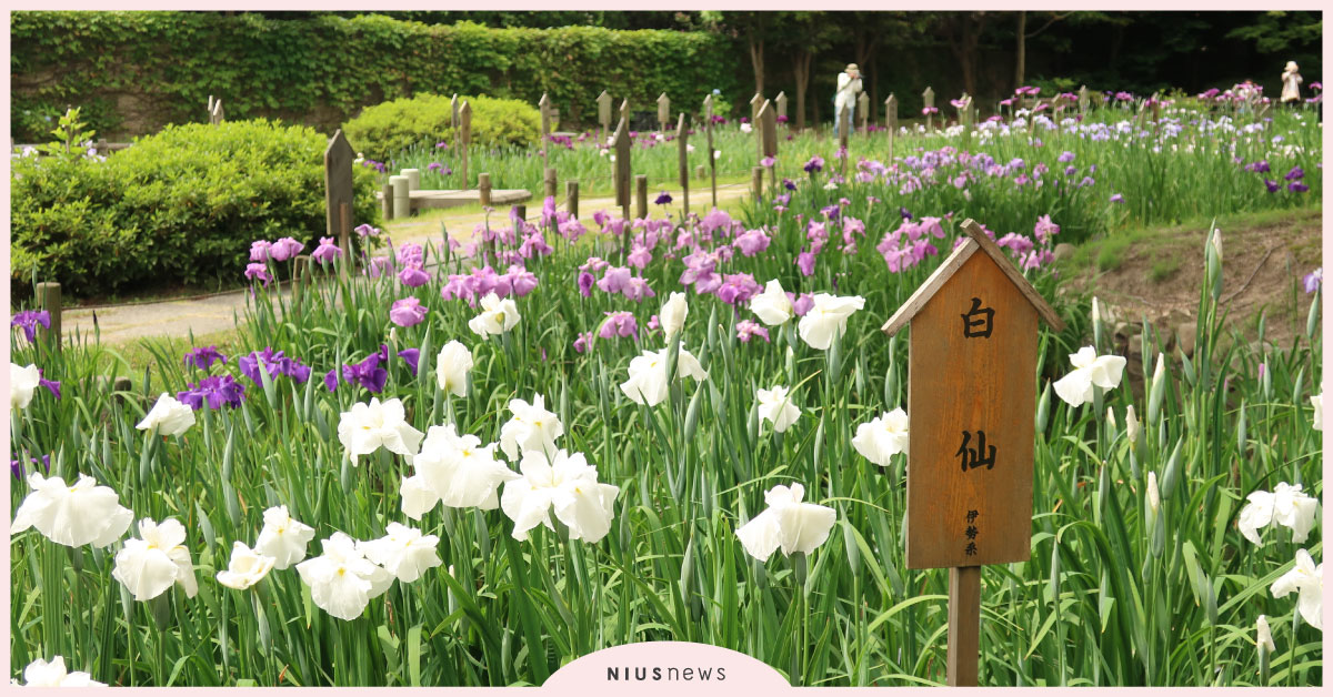 神戶初夏浪漫賞花4大推薦，貴族系、草本系、森林系、療癒系一次滿足！ 日本、賞花、旅遊