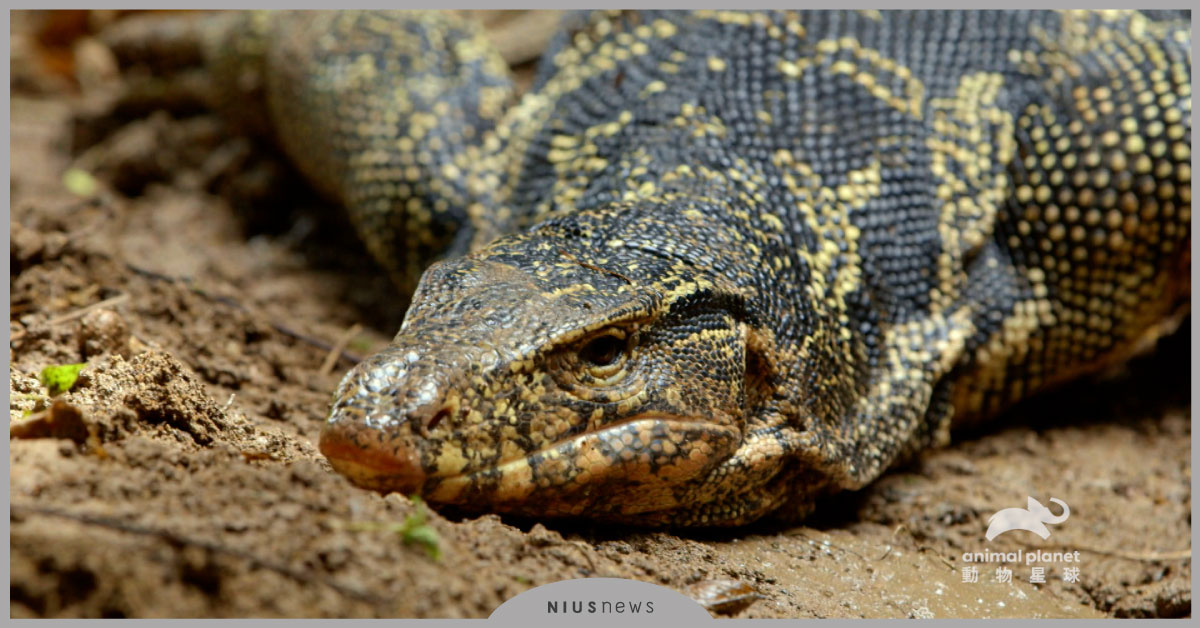 《法蘭克龍的傳說WILD FRANK：DRAGONS》深入叢林，尋找神獸真實形象！ Discovery、龍、動物星球頻道