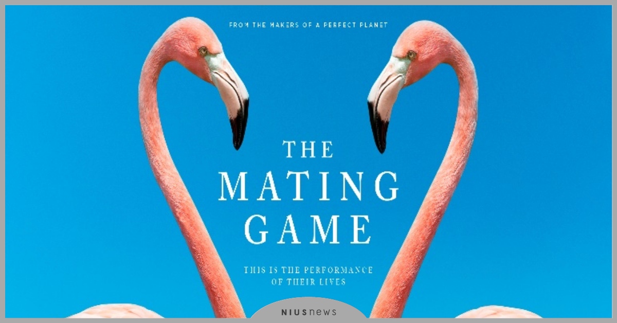 BBC《動物求偶記》橫跨6大洲跟拍動物求偶9000小時，喚醒大眾的環境保護意識！ 