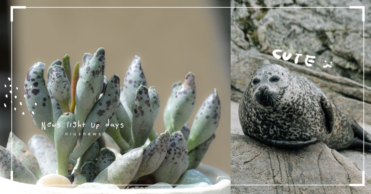 在家養海龜、海豹？ 海洋系多肉植物讓你眼冒愛心，迷你款一眼就愛上！ 多肉植物、多肉、植物、海豹、花園鰻
