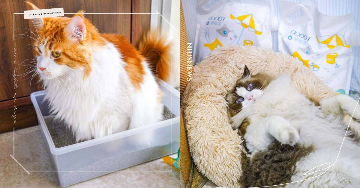 主子心思好難猜！「我是貓奴」網路調查說出貓奴心聲！ 臭味滾、貓砂、貓咪