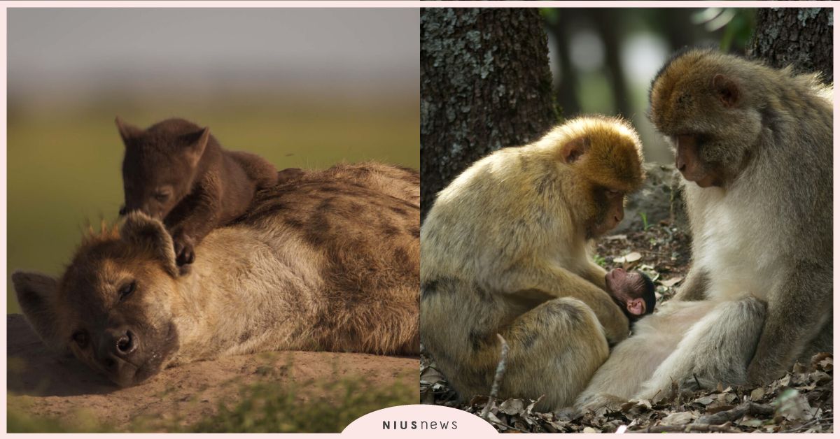 BBC 開創戲劇性動物紀錄片《王朝II》11月10日重磅登台，引領觀眾揭露六大動物王朝生存秘辛 BBC、影視、動物紀錄片、紀錄片、王朝II