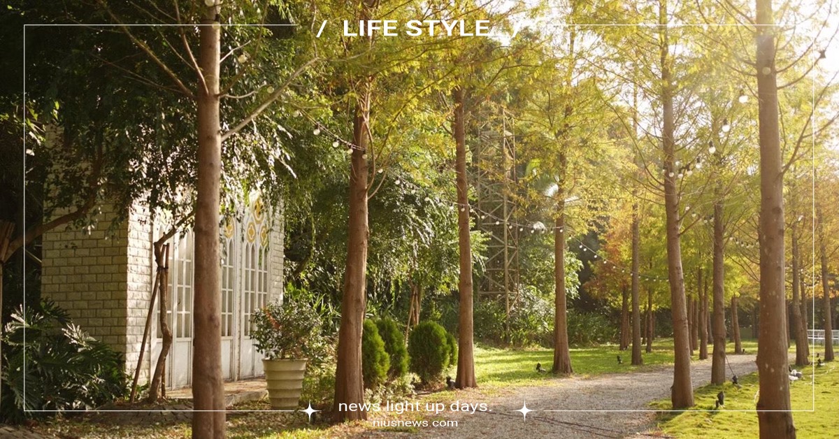 2024網美新景點誕生，白雪木新秘境 季節限定。白雪公主與黃金落羽松的浪漫相遇 賞花、美食、網美照一次滿足！ 青青食尚花園會館、落羽杉、白雪公主、聖誕初雪、星月童話、北歐小虹屋