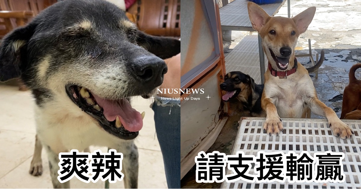 狗勾梗圖藏催淚故事？全網齊喊「浪我來！」 迷因梗圖、梗圖、狗勾梗圖、浪我來