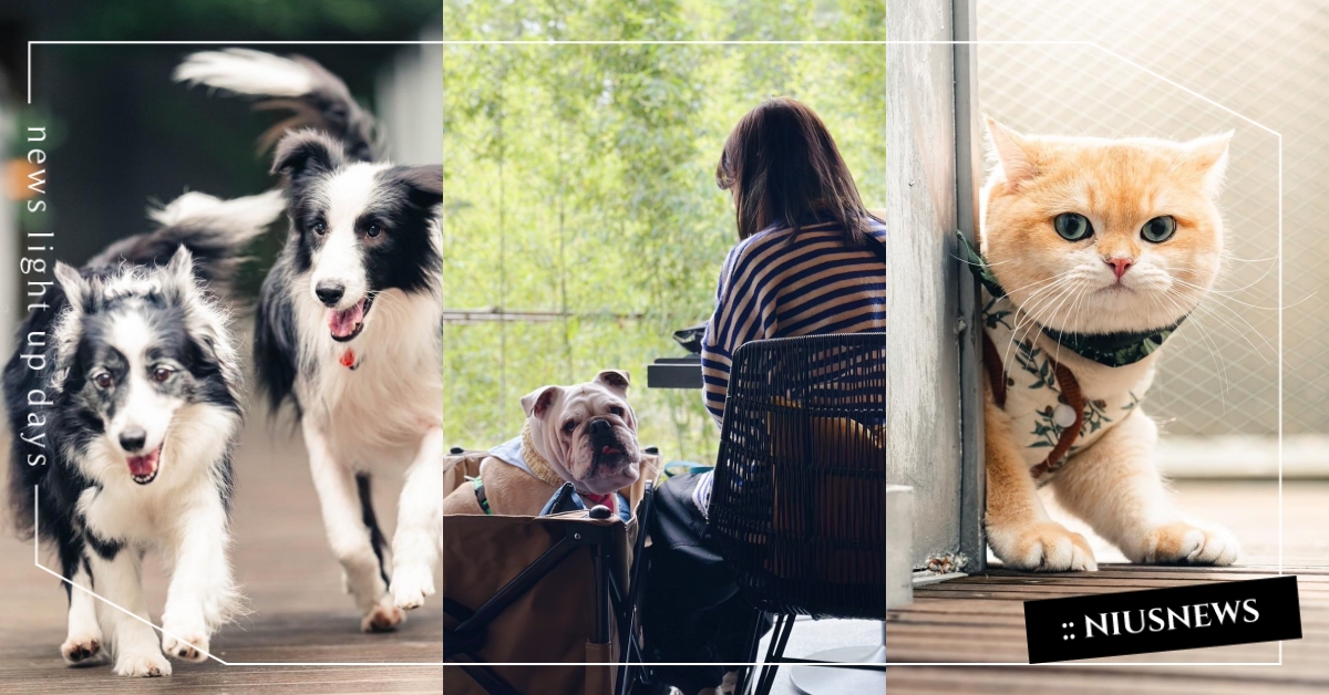 限量20間房！宜蘭最美溫泉飯店「了了礁溪」限定「旺旺日」開放寵物入住，與毛孩共度美好週末！ 了了礁溪、旺旺日、宜蘭、礁溪、溫泉飯店