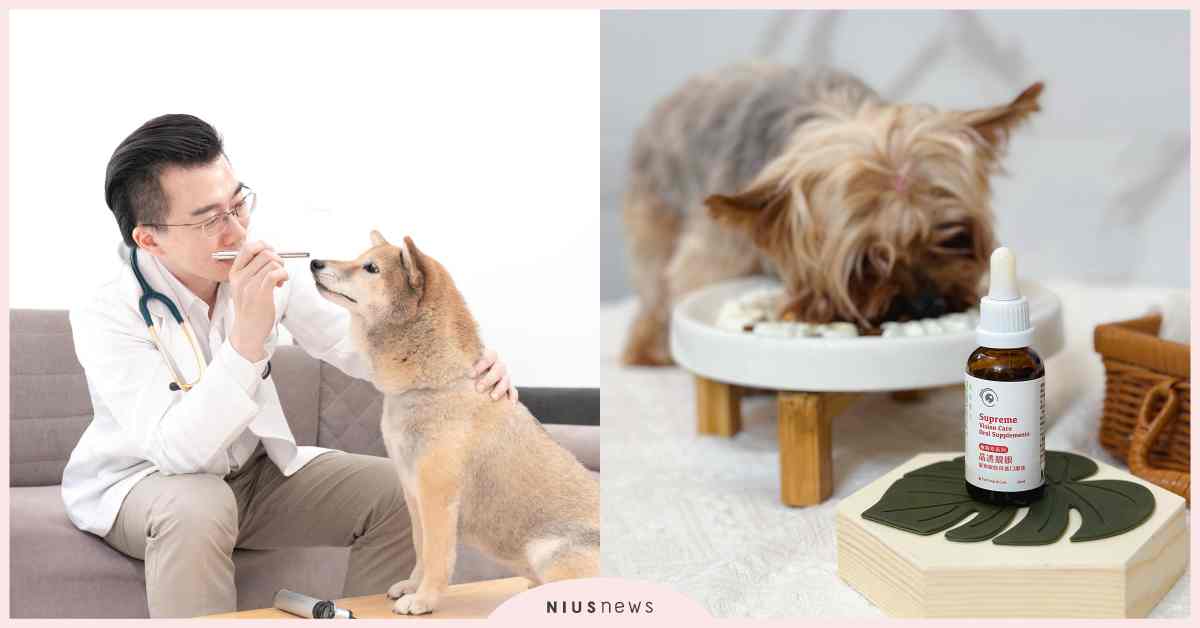 毛孩眼睛退化不可逆！獸醫師曝眼疾警訊與保養關鍵 